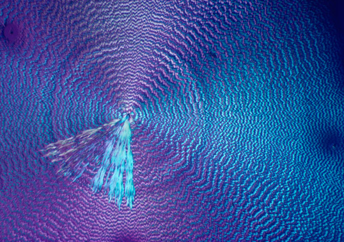 Light microscopic image of arginine crystals