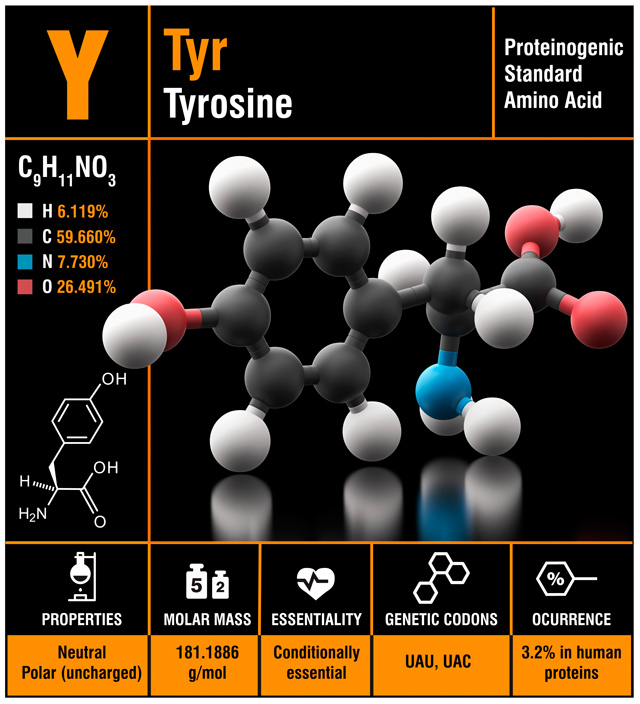 Chemische Struktur von L-Tyrosin