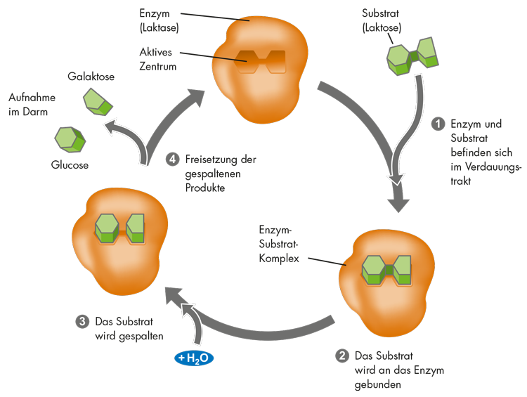 Darstellung einer enzymatischen Spaltung
